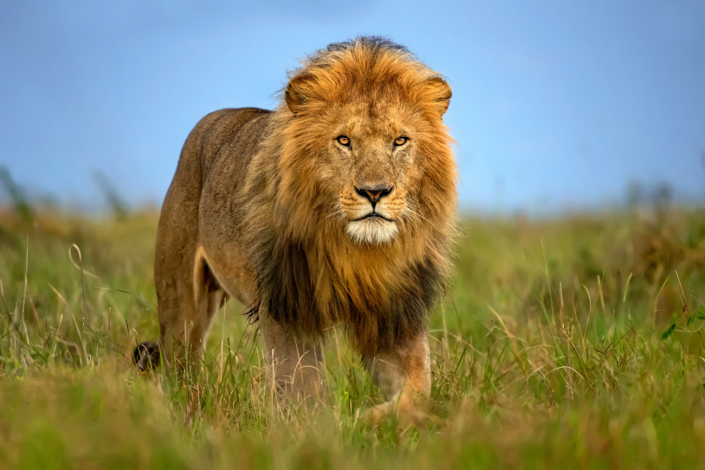 Lion patrol de Xavier Ortega