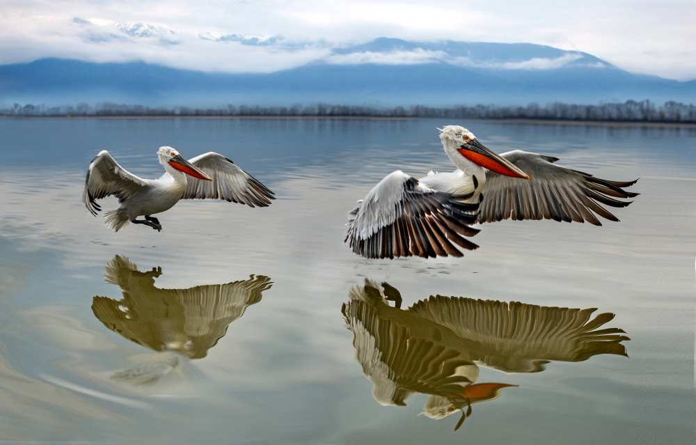 Pelicans flying de Xavier Ortega