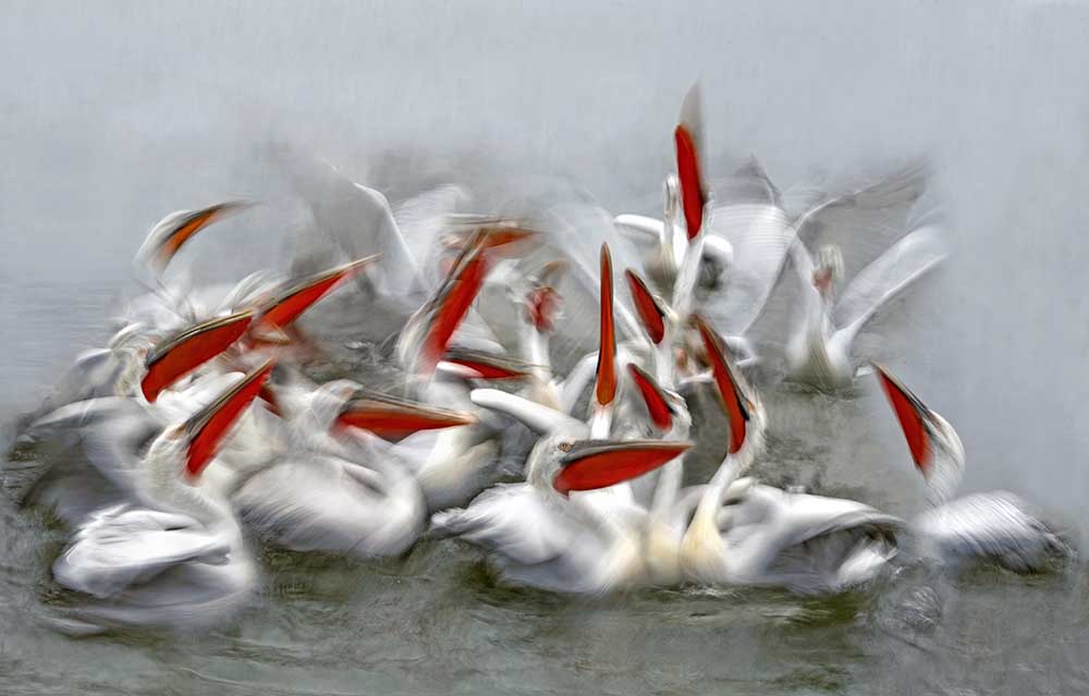 Pelicans in motion blur de Xavier Ortega