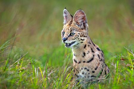 Serval Close Up