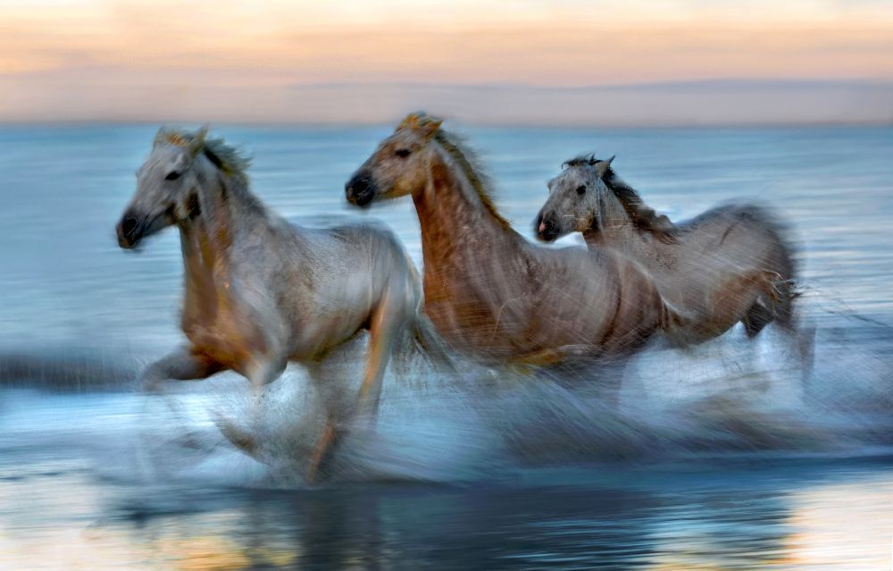 Slow motion horses de Xavier Ortega
