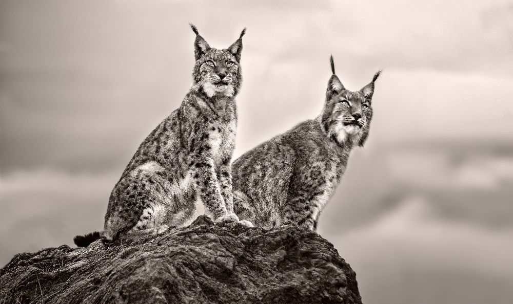 Two Lynx on rock de Xavier Ortega