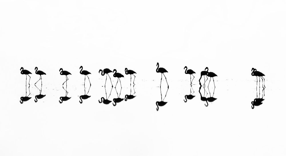 flamingo reflections de Xenophon Mantinios