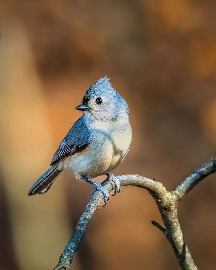 Tufted Titmouse