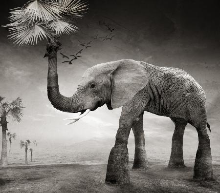The story of elephants