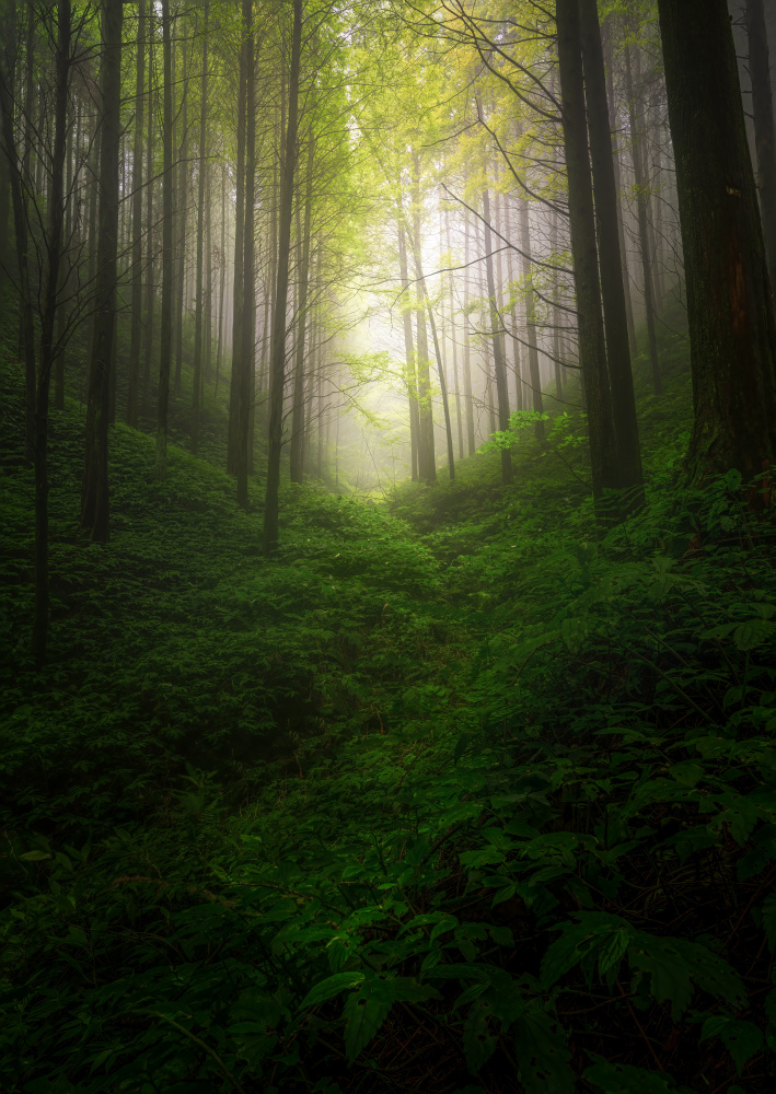 fogbound forest de Yezimao