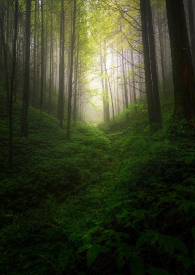 fogbound forest