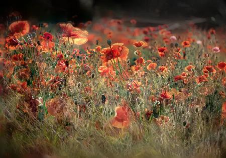 poppies in daylight
