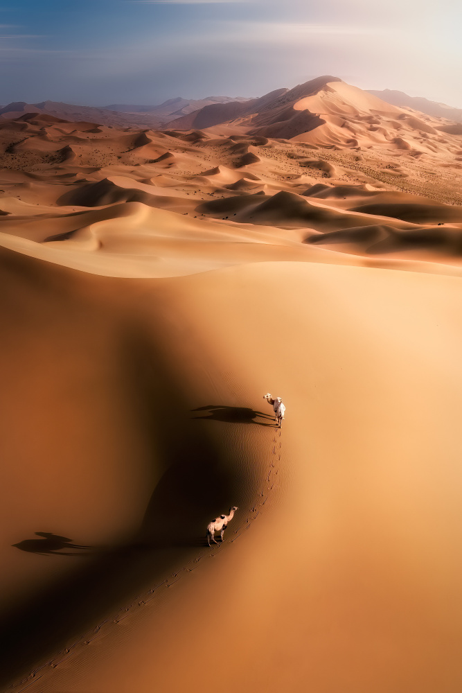 Desert camel de Yuan Cui