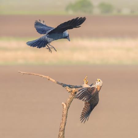 Jackdaw fighting with falcon