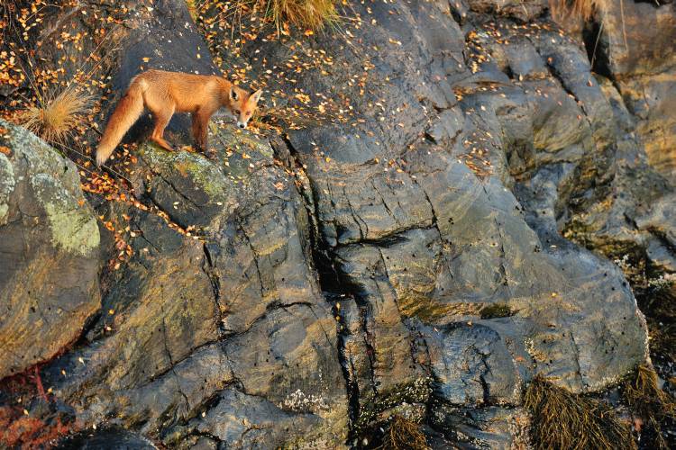 Fox on the Rocks de Yves Adams