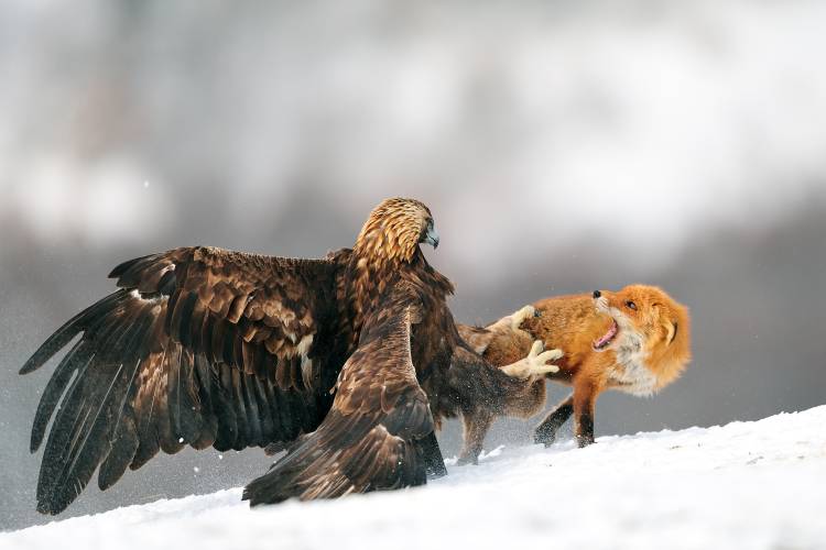 Golden eagle and Red fox de Yves Adams