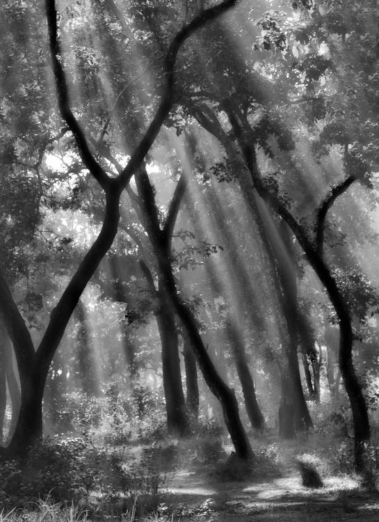 Enchanted forest ... de Yvette Depaepe