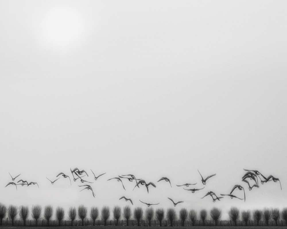 Seagulls over the fields de Yvette Depaepe