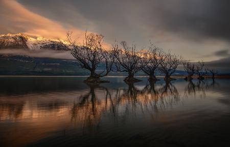 The Glenorchy Willow Trees