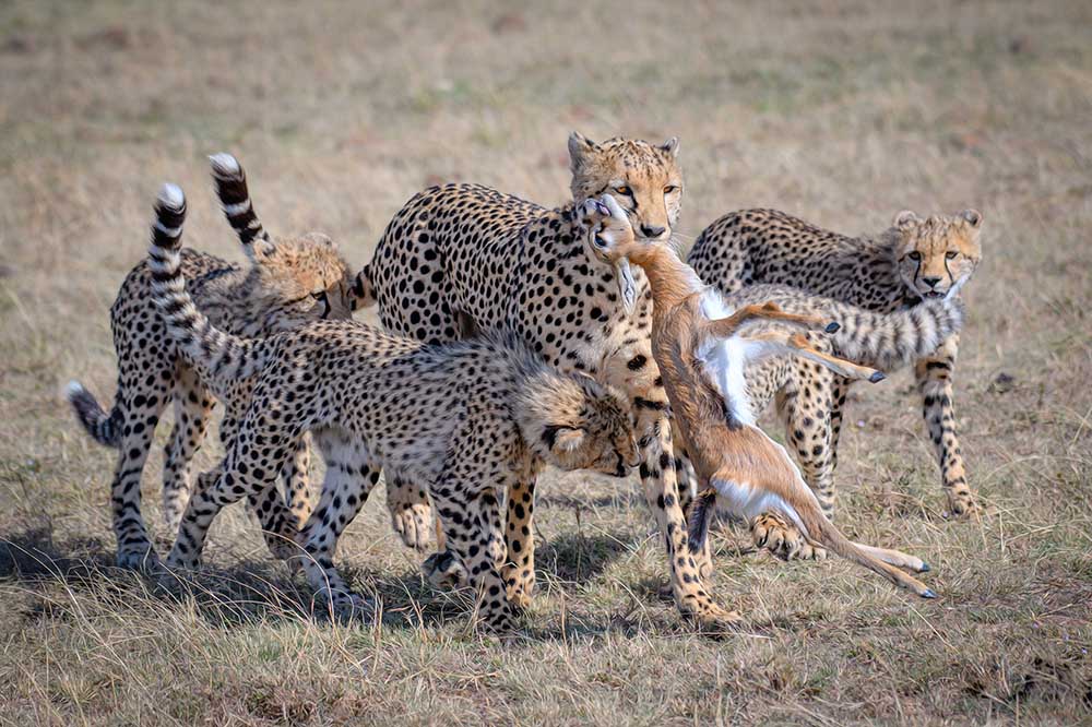 Cheetah Hunting de YY DB