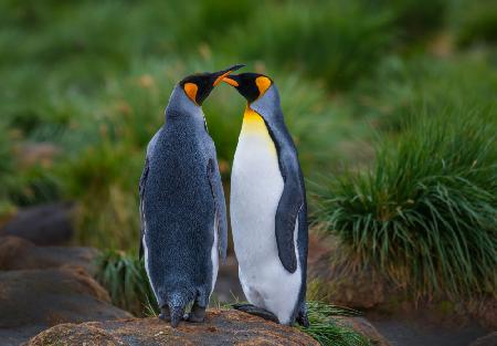 King penguin couple