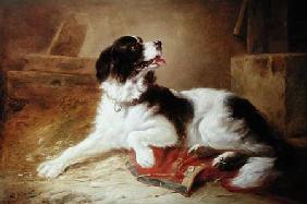 Portrait of a Spaniel