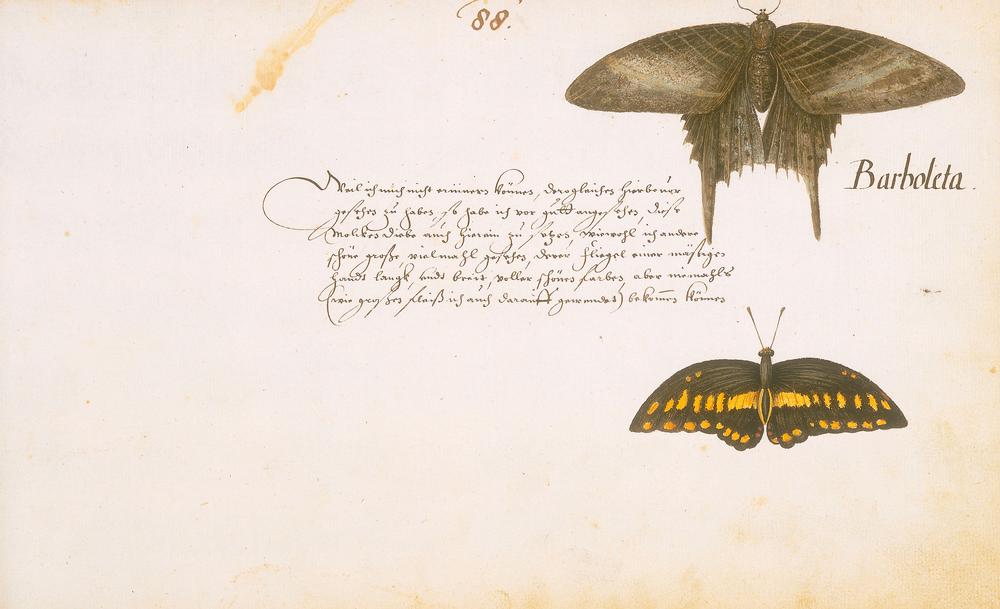 Barboleta. (Falter). Aquarell. Aus dem Tierbuch, fol. 88 r. Entstanden 1634–37 in Brasilien während  de Zacharias Wagner